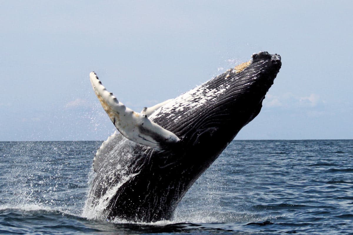 Avistamiento de Ballenas